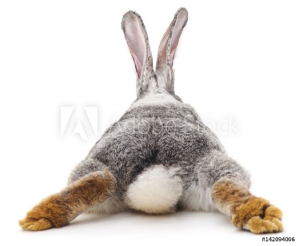 Bild på Grey rabbit